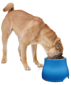 Bát ăn cho chó Dogit Elevated Dog Dish