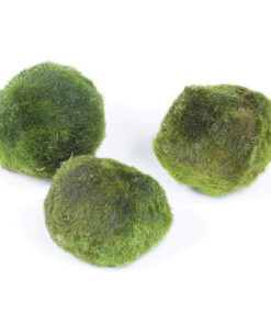 Cỏ nhân tạo cho bể cá Aqua One Tropica Cladophora Aegagropila Live Aquarium Plant