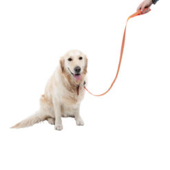 Dây dắt chó Dog Walk Reflective Hi-Visibility Chevron Dog Lead Orange