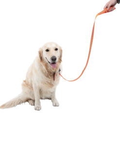 Dây dắt chó Dog Walk Reflective Hi-Visibility Chevron Dog Lead Orange