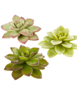 Đồ trang trí bể cá Classic Large Assorted Succulent Aquarium Ornament
