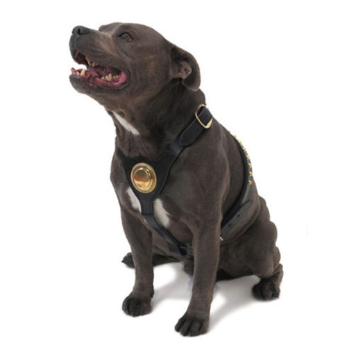 Xích cho chó đai ngực Ancol Bull Terrier Dog Harness Large Black