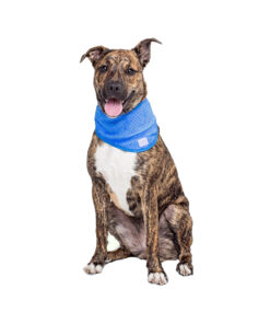Yếm cho chó Cool Club Pet Ice Cooling Dog Bandana