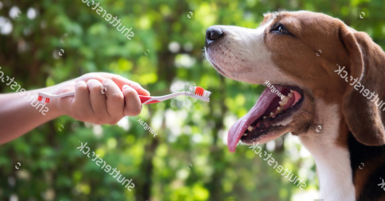Cách đánh răng cho chó mà không bị chúng ghét